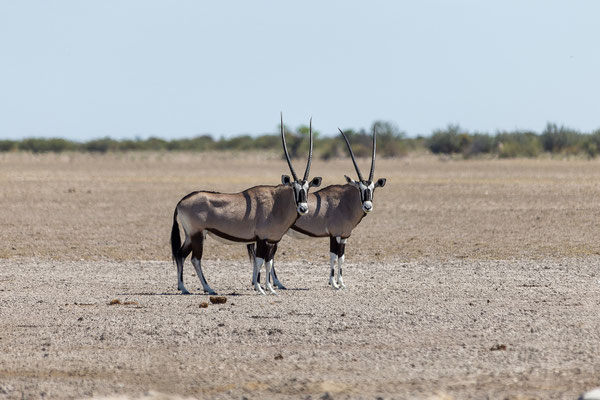 13.03. Piper Wasserloch: Oryx (Oryx gazella)