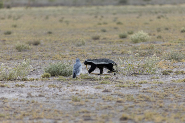 14.03. Morning Drive: Honigdachs auf der Jagd!