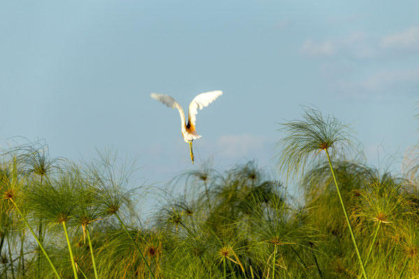 20.03. Evening Cruise: Western cattle egret (Bubulcus ibis)
