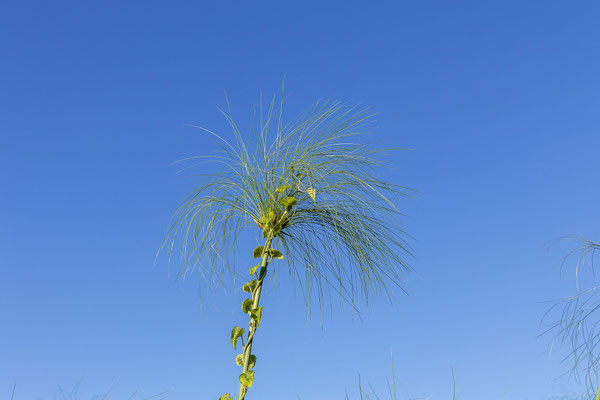 19.03. Bootstour: Papyrus (Cyperus papyrus)