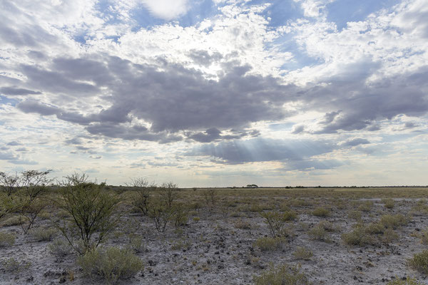 13.03. Der Evening Drive bringt eine grandiose Abendstimmung und einen Honigdachs. Wie beim letzten Mal, wir freuen uns über die Wiederholung.