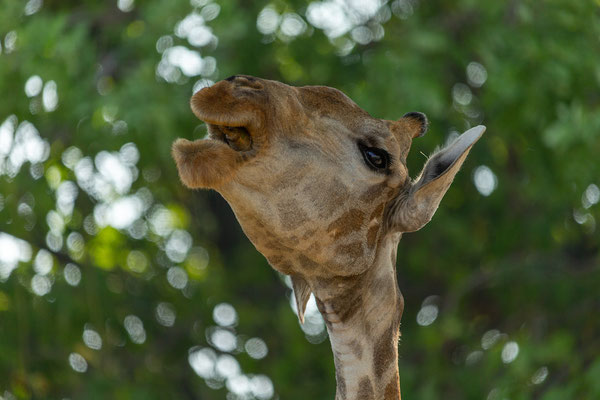 8.10. Moremi GR - Mboma Loop: Giraffe (Giraffa camelopardalis)