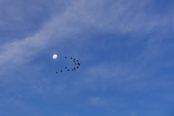 21.03. Auf der Rückfahrt zur Lodge zeigt sich der Kavango besonders malerisch in der untergehenden Sonne!
