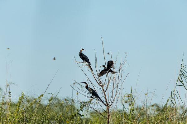19.03. Bootstour: African darter (Anhinga rufa)