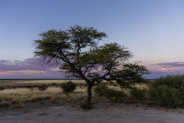 09.03. Bosobogolo 02 Campsite