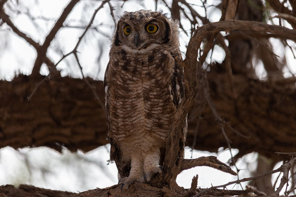 15.02. Bubo africanus - Spotted Eagle Owl