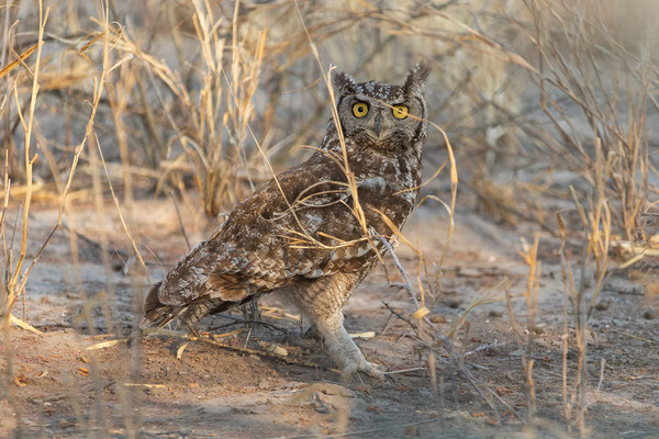 05.10. Spotted eagle - owl (Bubo africanus)