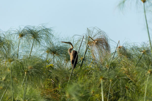 20.03. Morning Cruise: Purple heron (Ardea purpurea)