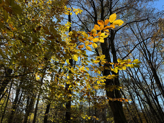 01.11. Fernitz
