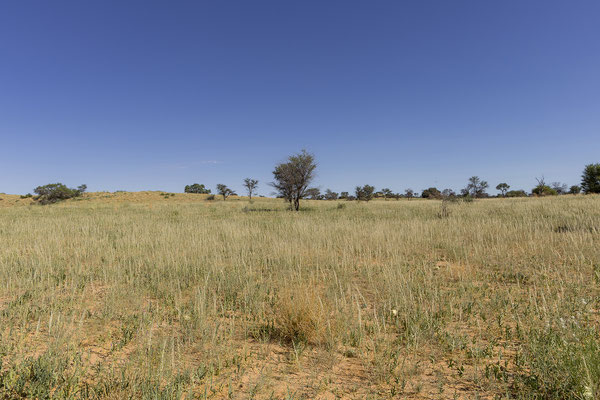 09.03. Nossob - Mabua