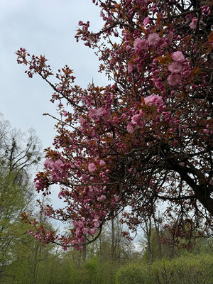 13.04. Kirschblüte Rosenhain