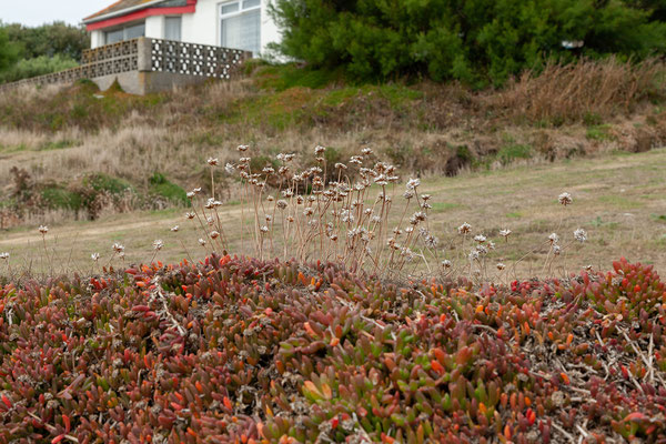 02.09. Lizard Point