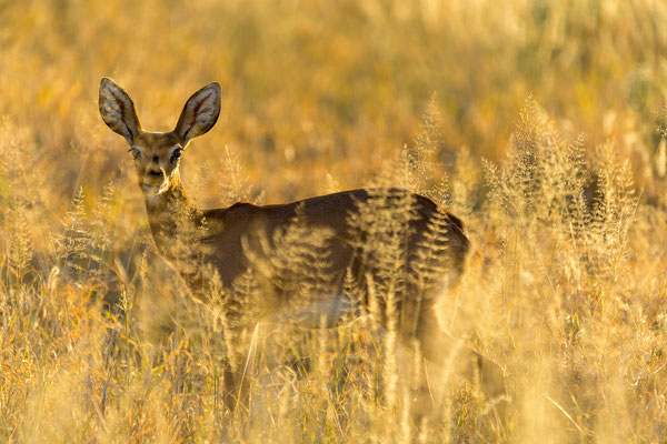 14.03. Evening Drive: Steinböckchen (Raphicerus campestris)