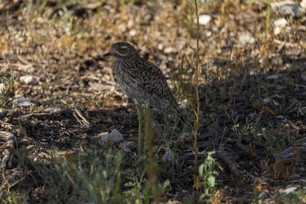 04.03. Morning Game Drive im Aoub Tal: Spotted thick-knee (Burhinus capensis)
