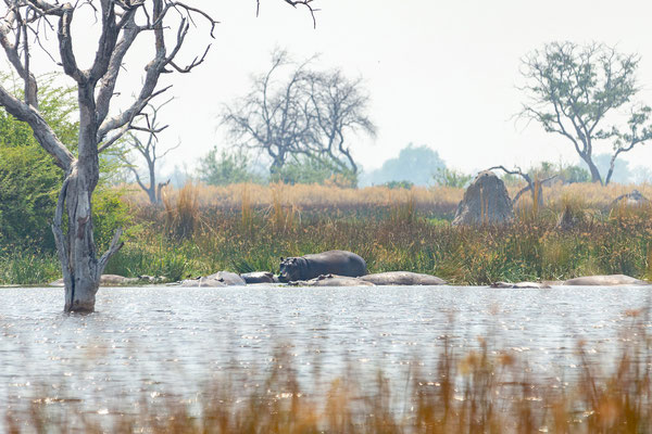 9.10. Moremi GR: Flusspferde (Hippopotamus amphibius)