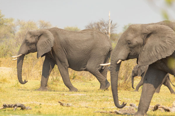 7.10. Moremi GR - unterwegs nach 3rd Bridge: Elefanten (Loxodonta africana)