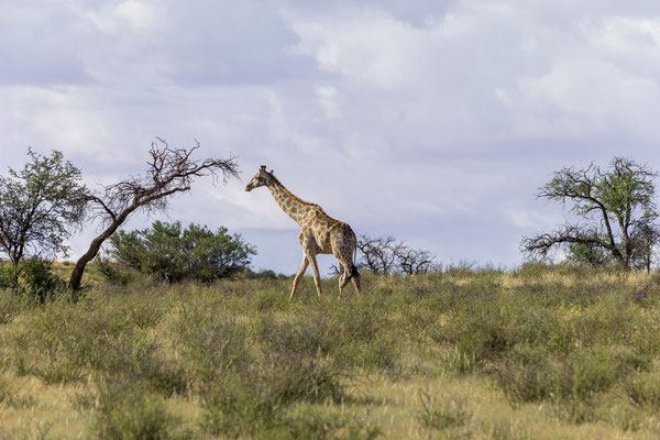 04.03. Morning Game Drive im Aoub Tal: Giraffe (Giraffa camelopardalis)