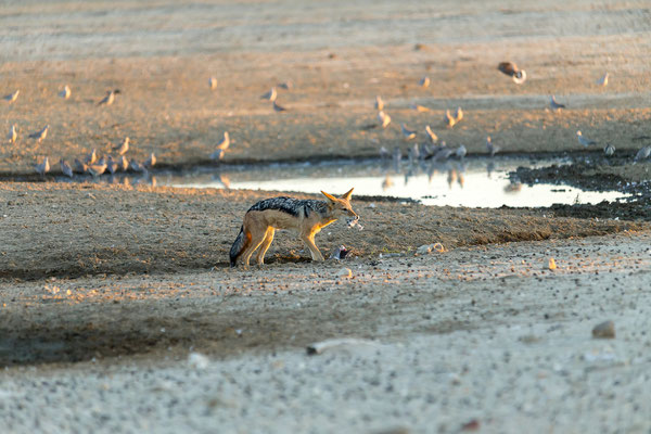 07.03. Schabrackenschakale (Canis mesomelas) bei der Jagd.