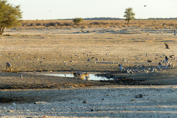 07.03. Schabrackenschakale (Canis mesomelas) bei der Jagd.