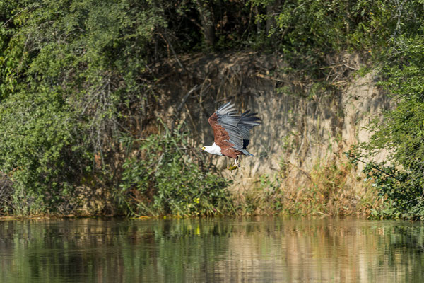 20.03. Morning Cruise: African fish eagle (Haliaeetus vocifer)
