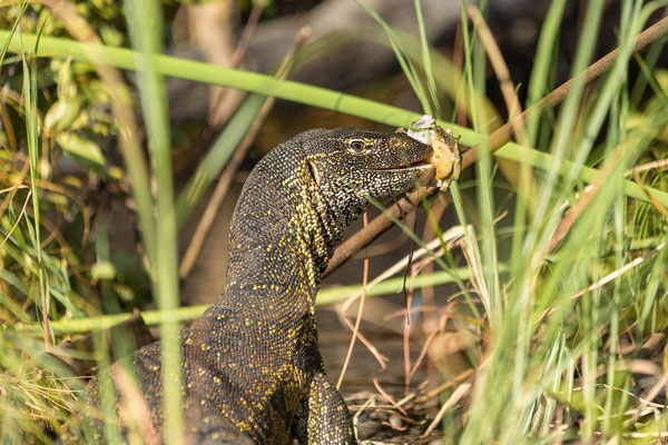 19.03. Bootstour: Nilwaran (Varanus niloticus)