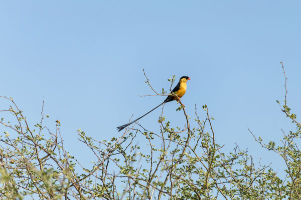 11.03. Long-tailed whydah (Vidua regia)