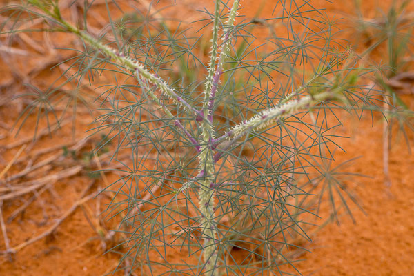 03.03. Vom Red Dune Camp zum KTP: Yellow mouse-whiskers (Cleome angustifolia)