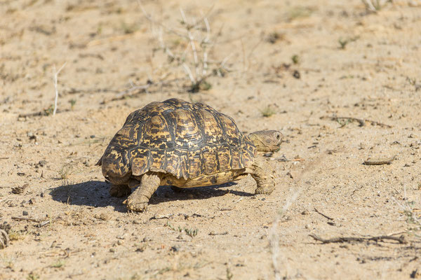 07.03. Leopardschildkröte (Geochelone pardalis)