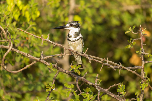 20.03. Morning Cruise: Pied kingfisher (Ceryle rudis)
