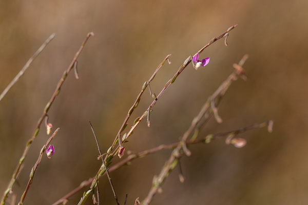 01.02. Cedernberge