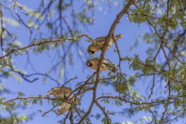 08.03. Nach der Dünenstrecke folgt eine Frühstückspause an einer Picnic Site. Über uns zwitschern die Webervögel.