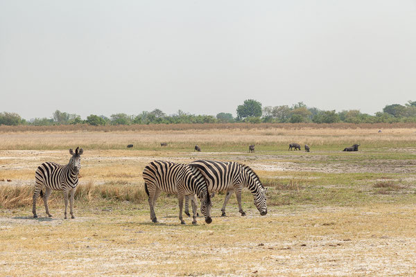 7.10. Moremi GR - unterwegs nach 3rd Bridge: Zebra (Equus burchelli), Warzenschwein (Phacochoerus africanus)