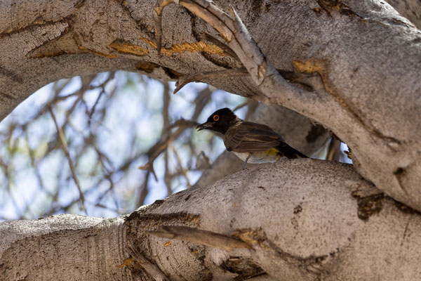 10.03. Mpayathutlwa 01 Campsite: African red-eyed bulbul (Pycnonotus nigricans)