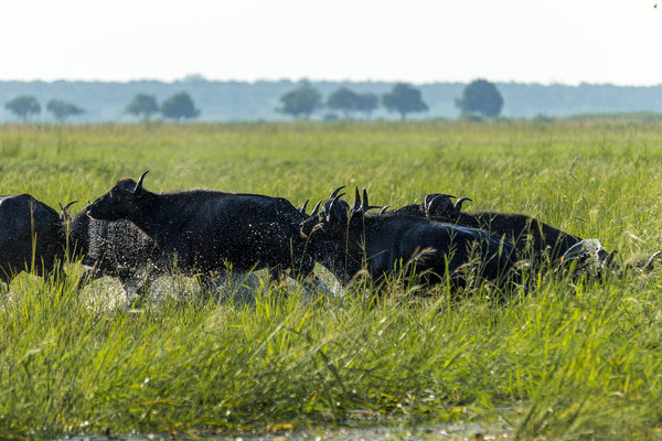 22.03. Bwabwata NP: Büffel (Syncerus caffer)