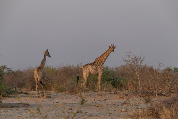 05.10. Makgadikgadi NP: Giraffen (Giraffa camelopardalis)