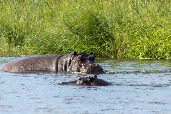 21.03. Sunset Cruise: Flusspferd (Hippopotamus amphibius)