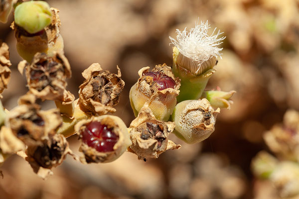 05.02. Richtersveld NP, Mesembryanthemum sp.