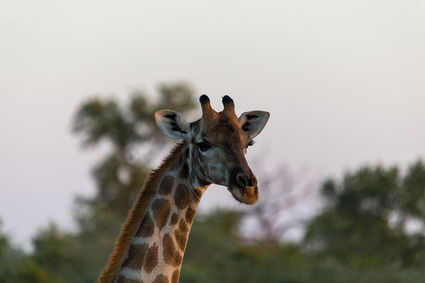 22.03. Bwabwata NP: Giraffe (Giraffa camelopardalis)