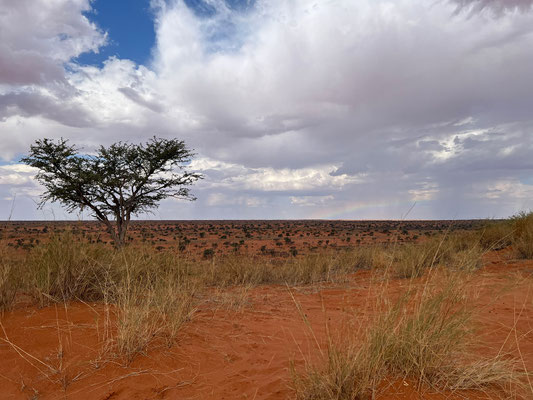 02.03. Das auf der Farm Tranendal gelegene Red Dune Camp liegt wunderschön auf den roten Kalaharidünen. Wir beziehen dieses Mal Dune Camp #1, super schön!