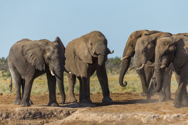 12.03. Elefanten (Loxodonta africana)