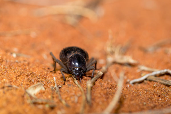 01.03. Bagatelle Kalahari Game Ranch