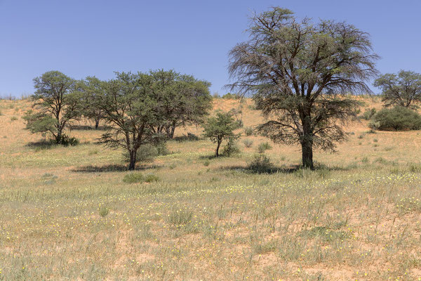 05.03. Auf dem Weg nach Twee Rivieren