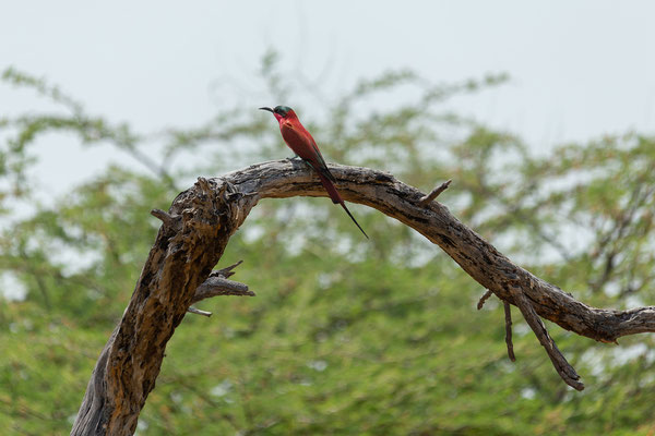 9.10. Moremi GR: Southern carmine bee-eater (Merops nubicoides)
