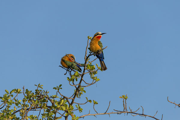 20.03. Morning Cruise (White-fronted bee-eater (Merops bullockoides)