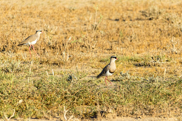 06.03. Crowned plover (Vanellus coronatus)
