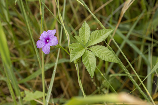 26.03. Porcupine/Fountain Trail: Morning glory (Ipomoea sp.)