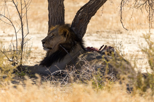 06.03. Kurs vor Nossob finden wir Dank eines Tipps eines Südafrikaners einen sehr satten Löwen und seinen Gnu Imbiss.