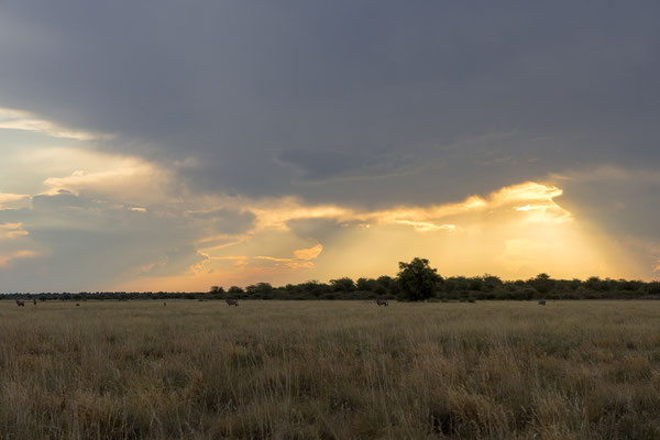 15.03. Evening Drive