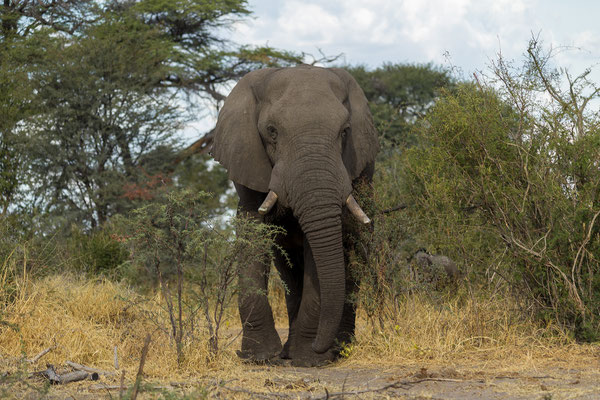 16.03. Makgadikgadi NP: Elefant (Loxodonta africana)