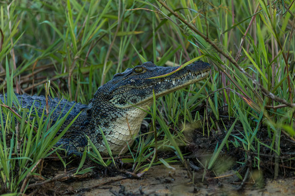 23.03. Sundowner Cruise: Nilkrokodil (Crocodylus niloticus)